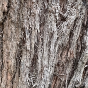 Eucalyptus eugenioides at Kangaroo Valley, NSW - suppressed