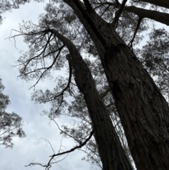 Eucalyptus eugenioides at Kangaroo Valley, NSW - suppressed