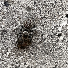 Maratus griseus (Jumping spider) at Russell, ACT - 27 Sep 2023 by Hejor1