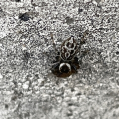 Maratus griseus at Russell, ACT - 27 Sep 2023