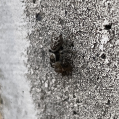 Maratus griseus at Russell, ACT - 27 Sep 2023