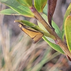 Philobota undescribed species near arabella (A concealer moth) at Endeavour Reserve (Bombala) - 27 Sep 2023 by trevorpreston