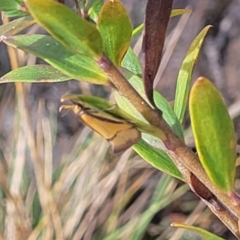 Philobota undescribed species near arabella at Bombala, NSW - 27 Sep 2023