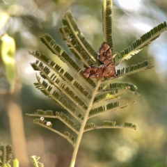 Nacoleia rhoeoalis (Spilomelinae) at Mount Pleasant - 27 Sep 2023 by Hejor1