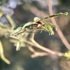 Nacoleia rhoeoalis at Campbell, ACT - 27 Sep 2023