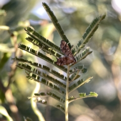 Nacoleia rhoeoalis at Campbell, ACT - 27 Sep 2023
