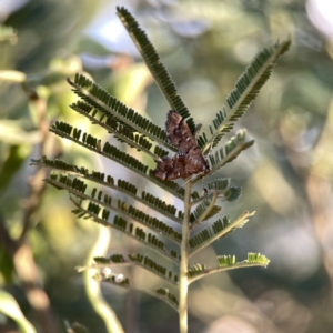 Nacoleia rhoeoalis at Campbell, ACT - 27 Sep 2023