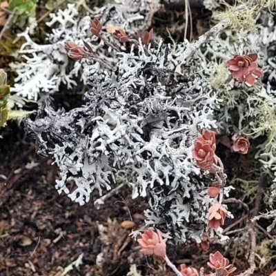 Unidentified Lichen at Bombala, NSW - 27 Sep 2023 by trevorpreston