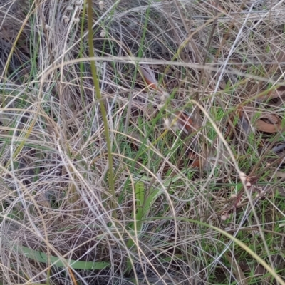 Microseris walteri (Yam Daisy, Murnong) at Mount Majura - 17 Sep 2023 by Berlge