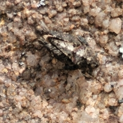 Tetrigidae (family) (Pygmy grasshopper) at Bombala, NSW - 27 Sep 2023 by trevorpreston
