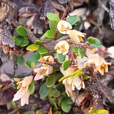 Cryptandra spinescens at Meringo Nature Reserve - 27 Sep 2023 by trevorpreston