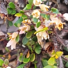 Cryptandra spinescens at Merriangaah, NSW - 27 Sep 2023