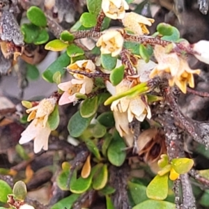 Cryptandra spinescens at Merriangaah, NSW - 27 Sep 2023