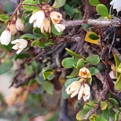 Cryptandra spinescens at Merriangaah, NSW - 27 Sep 2023