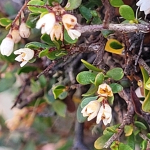 Cryptandra spinescens at Merriangaah, NSW - 27 Sep 2023