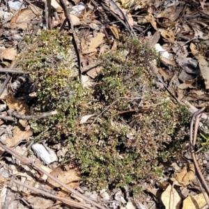 Cryptandra spinescens at Merriangaah, NSW - 27 Sep 2023