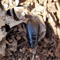 Panesthia australis (Common wood cockroach) at Merriangaah, NSW - 27 Sep 2023 by trevorpreston