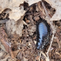 Panesthia australis at Merriangaah, NSW - 27 Sep 2023 12:27 PM