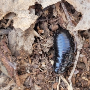 Panesthia australis at Merriangaah, NSW - 27 Sep 2023