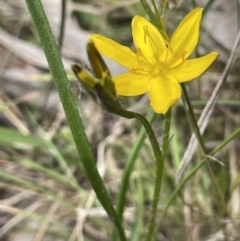 Hypoxis hygrometrica (Golden Weather-grass) at Collector, NSW - 6 Nov 2022 by JaneR