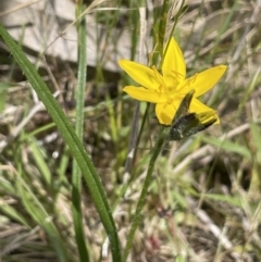 Hypoxis hygrometrica var. hygrometrica at Collector, NSW - 6 Nov 2022 02:34 PM