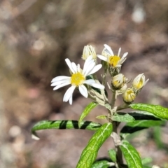 Olearia lirata (Snowy Daisybush) at Merriangaah, NSW - 27 Sep 2023 by trevorpreston