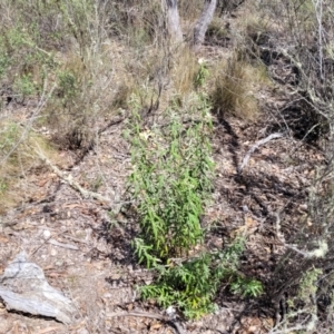 Olearia lirata at Merriangaah, NSW - 27 Sep 2023