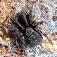 Badumna insignis (Black House Spider) at Merriangaah, NSW - 27 Sep 2023 by trevorpreston