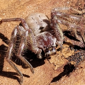 Isopeda sp. (genus) at Merriangaah, NSW - 27 Sep 2023