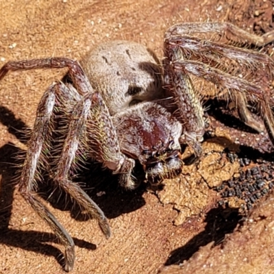 Isopeda (genus) (Huntsman Spider) at Merriangaah, NSW - 27 Sep 2023 by trevorpreston