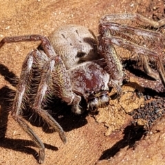 Isopeda sp. (genus) (Huntsman Spider) at Merriangaah, NSW - 27 Sep 2023 by trevorpreston