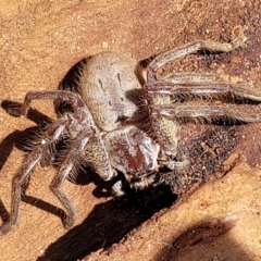 Isopeda sp. (genus) at Merriangaah, NSW - 27 Sep 2023