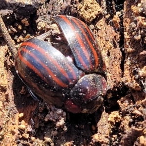 Paropsisterna octolineata at Merriangaah, NSW - 27 Sep 2023