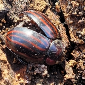 Paropsisterna octolineata at Merriangaah, NSW - 27 Sep 2023