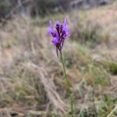 Linaria pelisseriana (Pelisser's Toadflax) at Mount Majura - 27 Sep 2023 by Sam72