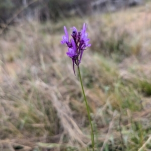 Linaria pelisseriana at Majura, ACT - suppressed