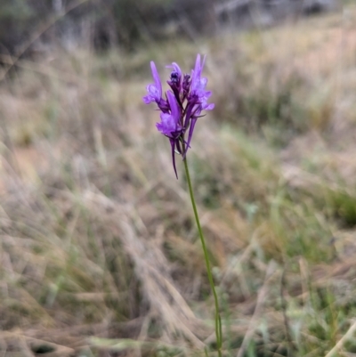 Linaria pelisseriana (Pelisser's Toadflax) at Mount Majura - 27 Sep 2023 by Sam72