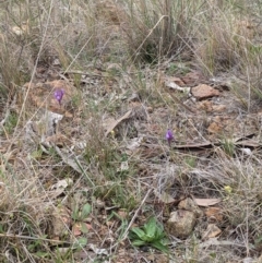 Linaria pelisseriana at Majura, ACT - suppressed