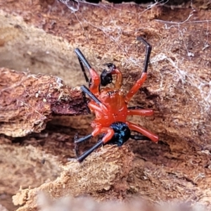 Nicodamus peregrinus at Merriangaah, NSW - 27 Sep 2023