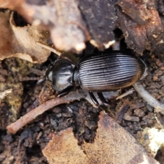 Unidentified Carab beetle (Carabidae) at Merriangaah, NSW - 27 Sep 2023 by trevorpreston