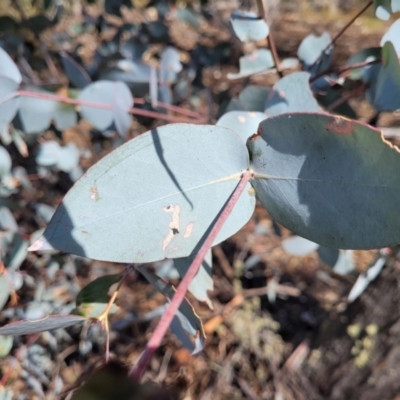 Eucalyptus dives (Broad-leaved Peppermint) at Merriangaah, NSW - 27 Sep 2023 by trevorpreston