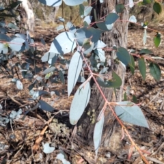 Eucalyptus dives at Meringo Nature Reserve - 27 Sep 2023 12:09 PM