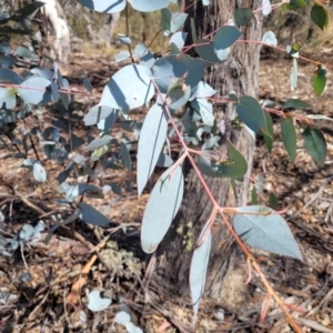 Eucalyptus dives at Meringo Nature Reserve - 27 Sep 2023