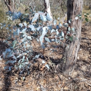 Eucalyptus dives at Merriangaah, NSW - 27 Sep 2023