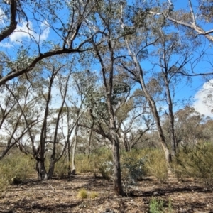 Eucalyptus dives at Meringo Nature Reserve - 27 Sep 2023