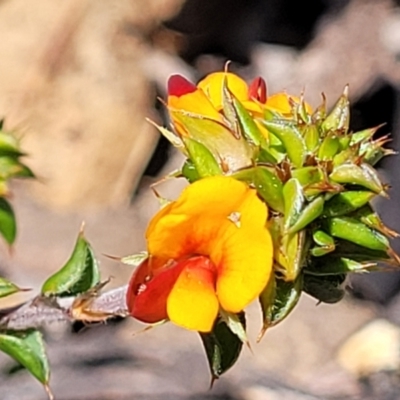 Pultenaea procumbens (Bush Pea) at Merriangaah, NSW - 27 Sep 2023 by trevorpreston