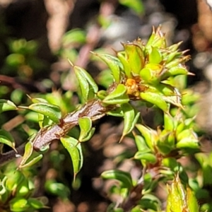 Pultenaea procumbens at Merriangaah, NSW - 27 Sep 2023