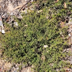 Pultenaea procumbens at Merriangaah, NSW - 27 Sep 2023