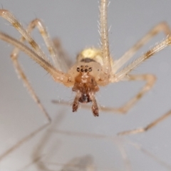 Cryptachaea gigantipes (White porch spider) at QPRC LGA - 24 Sep 2023 by MarkT