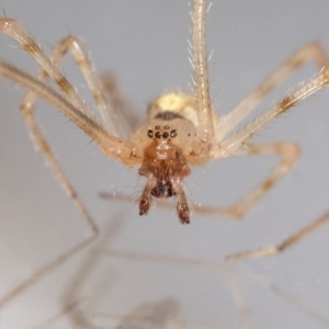 Cryptachaea gigantipes at Jerrabomberra, NSW - 25 Sep 2023